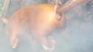 Babi Guling Kriuk