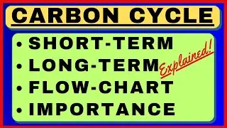 Carbon Cycle Explanation with Steps Flowchart Diagram | Global Warming Biogeochemical Cycle Ecology