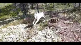 Счастье для хаски Юки Побегать по лесу