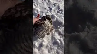 We rescued an owl on the highway that was hit by a car