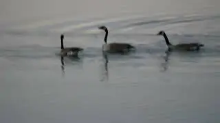 Geese kerfuffle