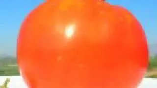 Constructing A Tasty Tomato
