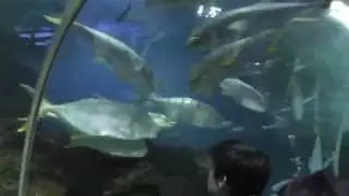 Sea Life - Аквариум на берегу балтийского моря
