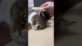 Вычесываю кота Васю и кота Мишу щетками с паром