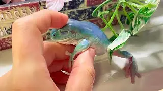 Esta Rana es Muy Agresiva 😡