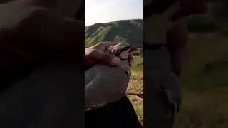 охота на кеклик Таджикистан