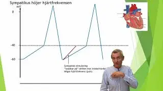 Om hjärtats elektriska system