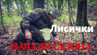 Сбор лисичек. Тихая охота,начало.