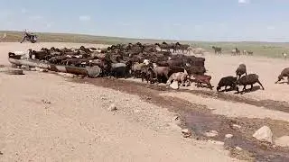 Өткен жылы каналым блокка түсіп көп видео сала алмай қалдым! малдарымның жайылымдағы видеолары