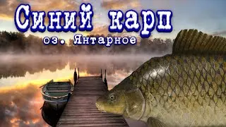 РР4 | Синий карп | Оз. Янтарное