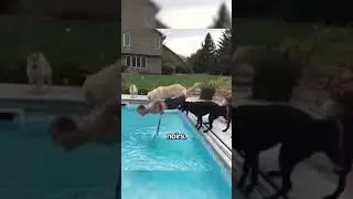 Ce Chien a fait une Blague à son Maître 😭