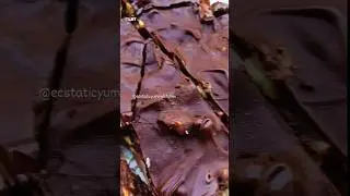 #energybars