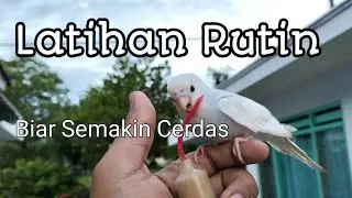 Ternak Parkit...!!! Melatih Burung Parkit Agar bisa Free Fly