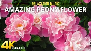 4K Peony Flowers - 3 Hours Relaxing Music Along With Beautiful Peony Videos
