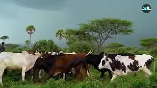 ተዘክሮ ጉሱነት BY AI #gashbarka