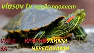 Содержание/уход красноухих черепах.