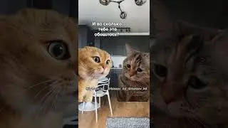 Дорогая, ну что, тебе вырвали зуб? #тренд #приколы #коты #мемыскотами#веселыекоты #стоматология