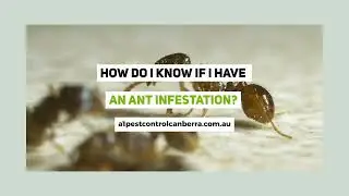 How do I know if I have an ant infestation | A1 Pest Control Canberra