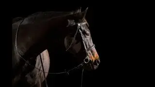 Natural||Horse Jumping/Dressage Music Video