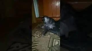 Кот дрочит) жесть, прикол)
