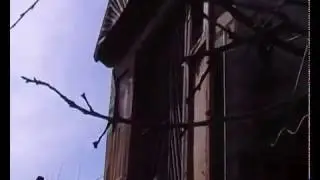 Николаевские голуби. Будни голубеводов.