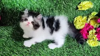 Persian Cats Available for sale at Cutecats | Delivery All Over India | 📞6392929085 #cutecat #kitten