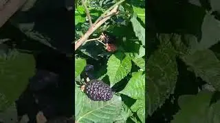 Black Jam is the best everbearing blackberry variety.