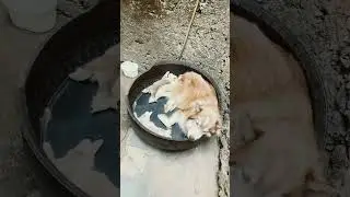 Filhote preguiça #pets