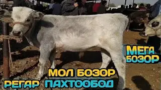 Мол бозор Регар бозори Пахтообод нархои Букахои КАЛОНИ МАЙДА ВА ГУНОЧИНХО
