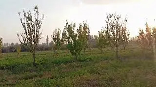 Iğdır Melekli  kültepe