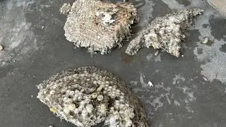 🐝ततैया का छत्‍ता🛖 घर में होना अशुभ माना जाता है | घर में ततैया छत्‍ता बना ले तो जल्‍दी से हटा दें