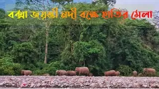 Elephant at Jayanti River Bed #jayanti #buxajayanti #elephant #dooars #junglesafari
