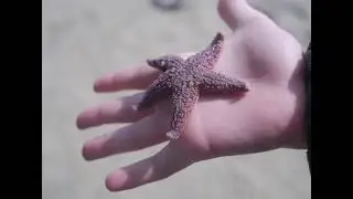 Притча Морские звёзды