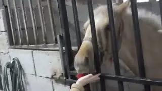Настя в конюшне с подружкой Полиной . Кормим лошадей.   у Жеребёнка новое стойло