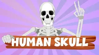 Human Skull: Definition, Anatomy, Structure, & Function - Human Skull for Kids - Learning Junction