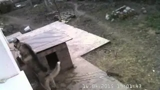 Хаски устроила потоп