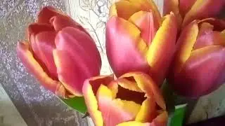 Тюльпаны