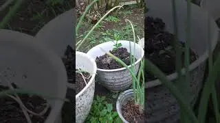 Bawang Merah 3bulan VS 3minggu 
