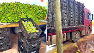 FUI CARREGAR EM 2 ROÇAS NO ESPÍRITO SANTO, 900 CAIXAS DE MAMÃO !