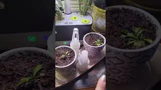 An aerogarden update.