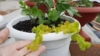 Конец мая. Холод и дожди. Бросаем силы на ремонт.