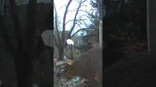 Squirrel after the eclipse