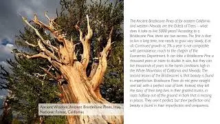 A Journey with Sacred Trees, Photo Exhibition Slideshow