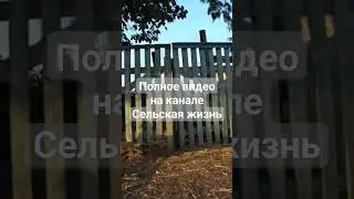 мускусные утки #утки #сельскаяжизнь