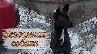 Зоовлог. Бездомная собака ищет дом. Что означает клипса на ухе собаки.