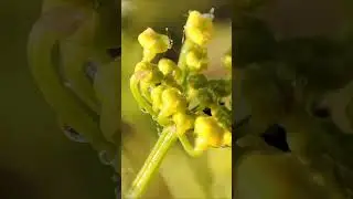 Макрозйомка на світанку