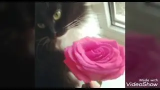 Моя любовь к котикам