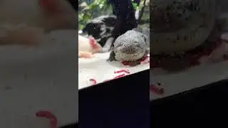 Аксолотль / Axolotl, кормление Мотылём.