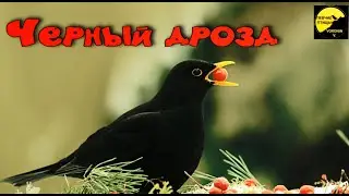 Чёрный дрозд Описание и факты Turdus merula