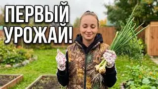 225 Навожу порядок на участке 🧅 Собираю урожай 🤣
